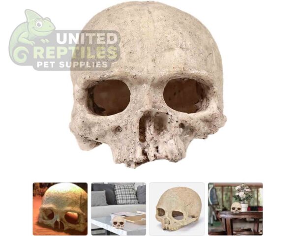 NS-73 Resin Primate Skull Head
