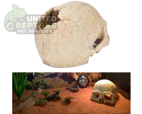 NS-73 Resin Primate Skull Head