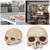 NS-73 Resin Primate Skull Head