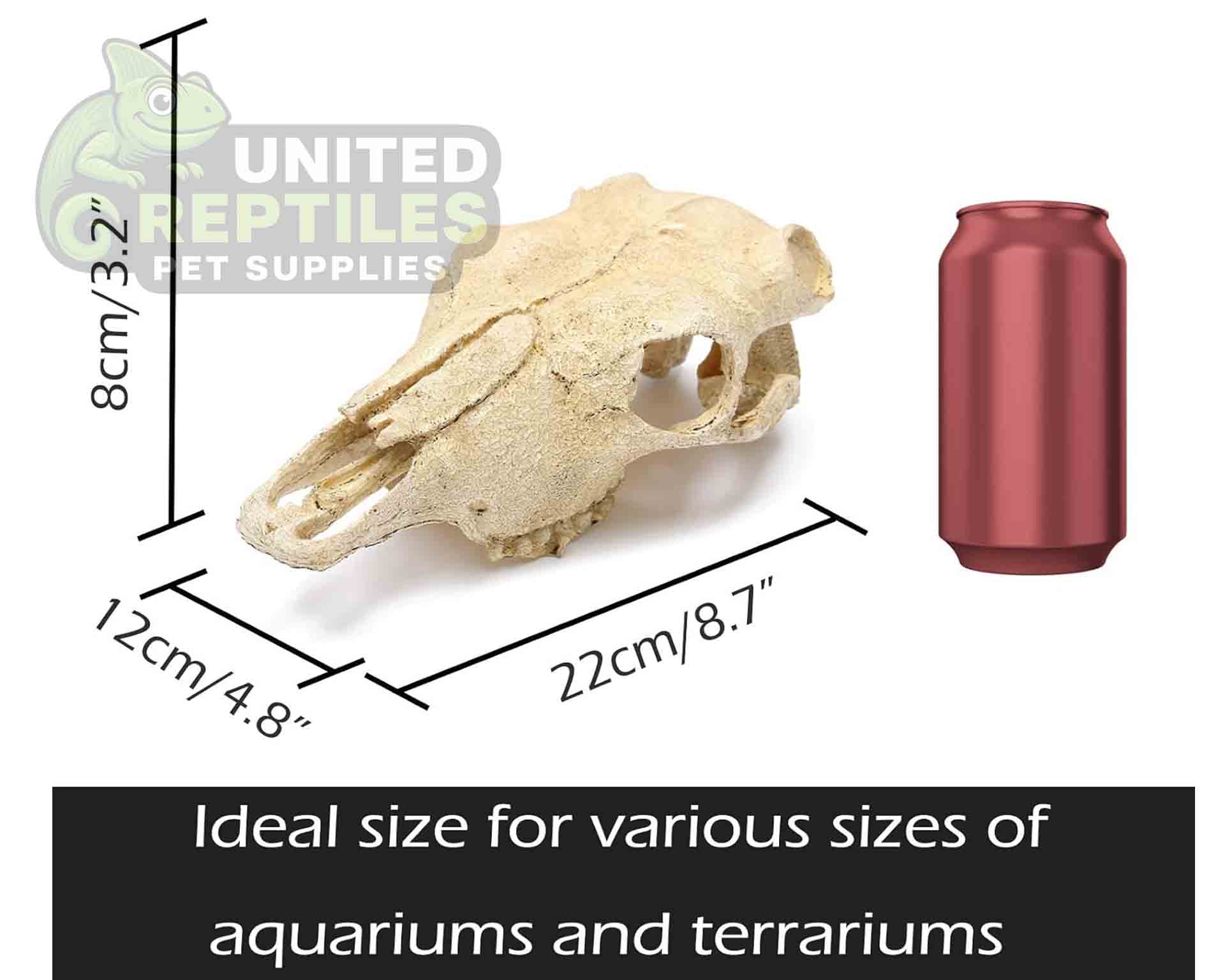 NS-74 Resin Bison Skull - Image 2