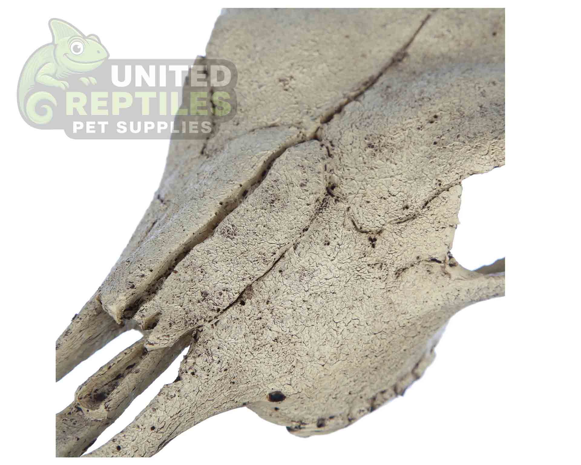 NS-74 Resin Bison Skull - Image 3