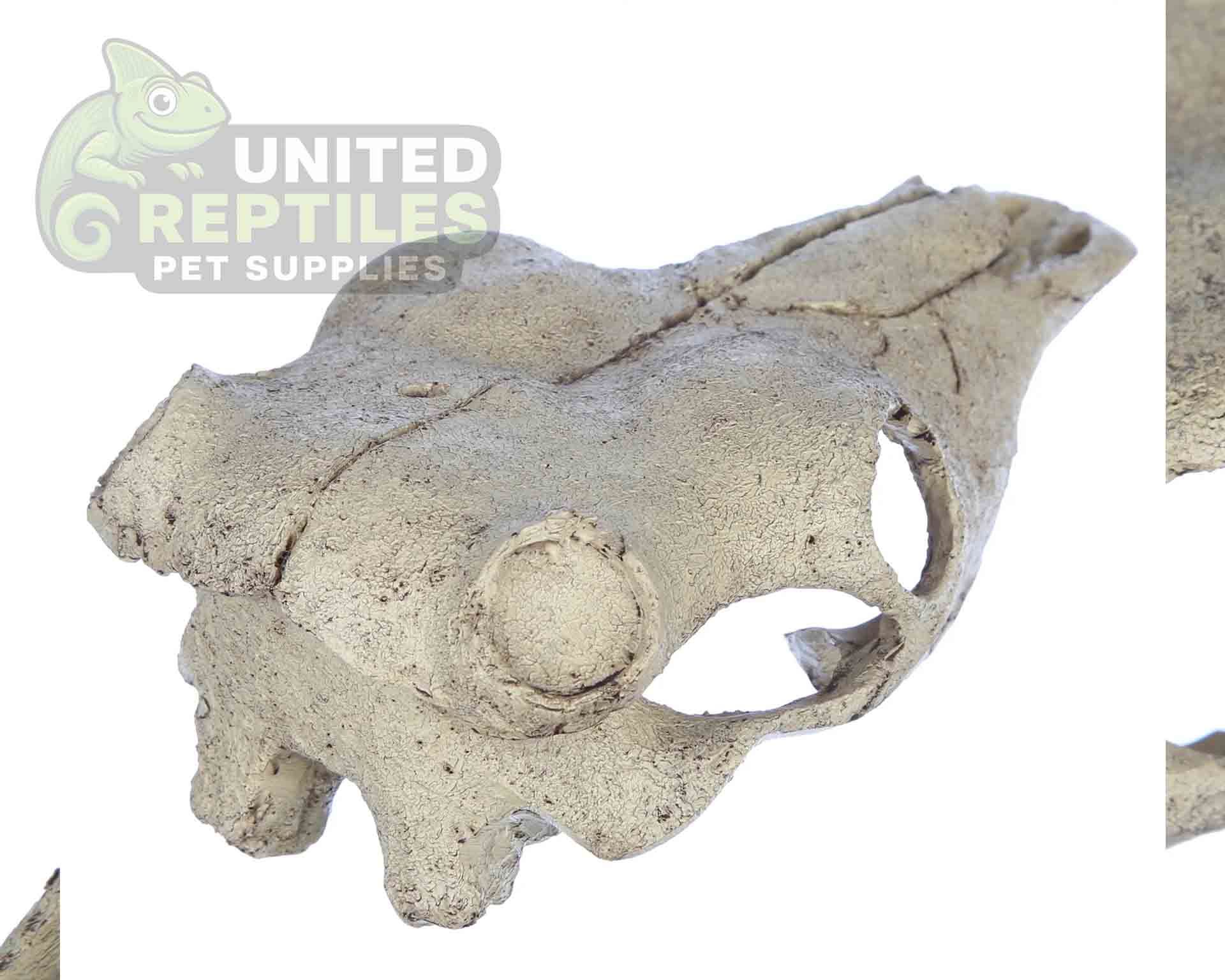NS-74 Resin Bison Skull - Image 4