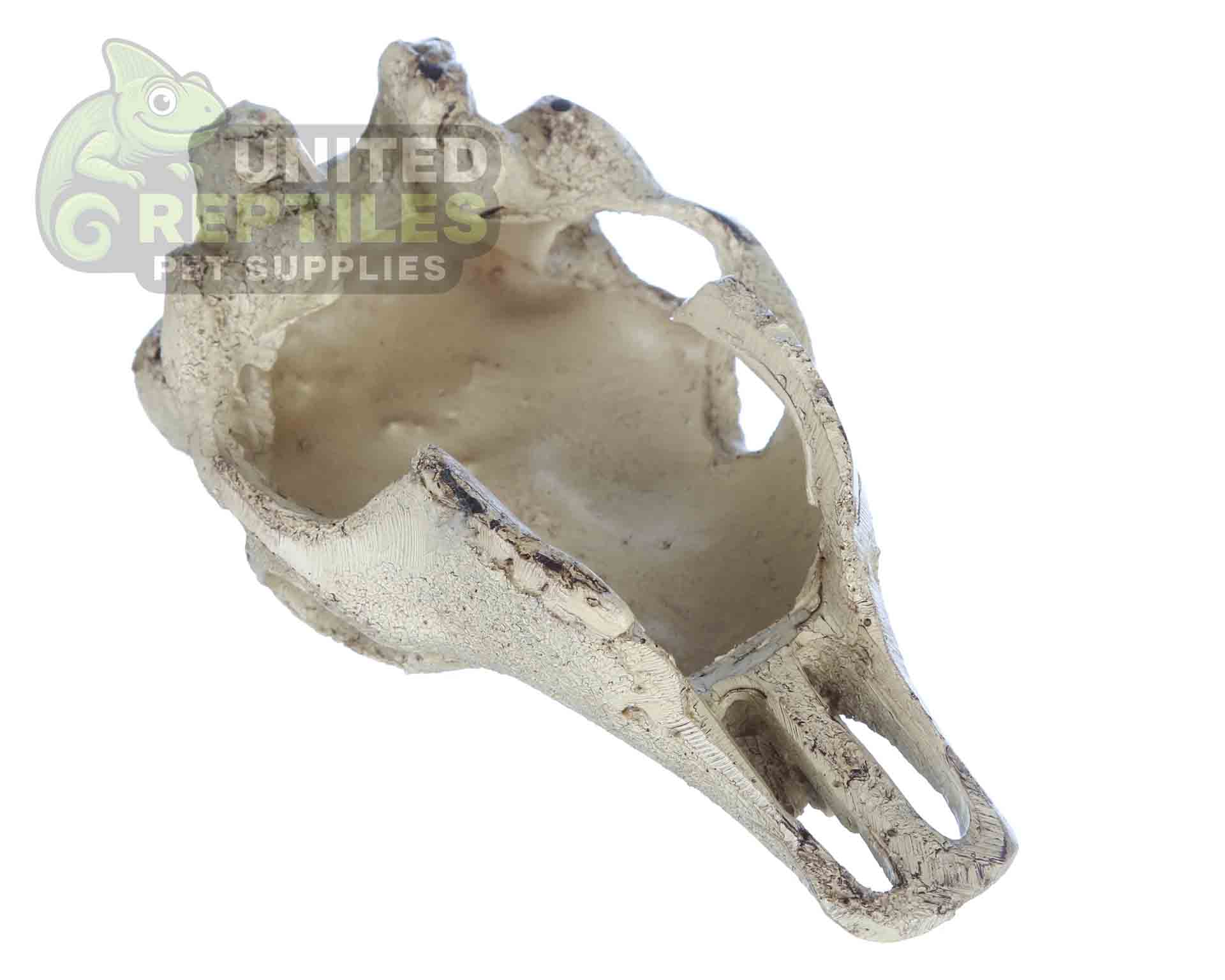 NS-74 Resin Bison Skull - Image 6