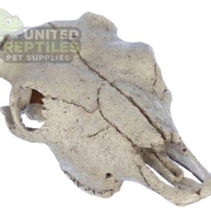 NS-74 Resin Bison Skull