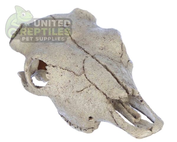 NS-74 Resin Bison Skull