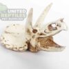 NS116 Resin Triceratops Skull