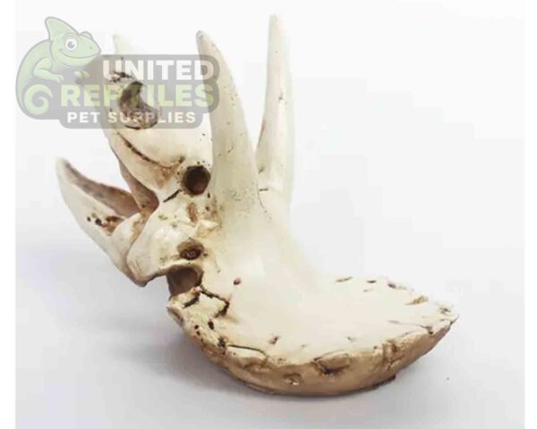 NS116 Resin Triceratops Skull