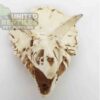 NS116 Resin Triceratops Skull
