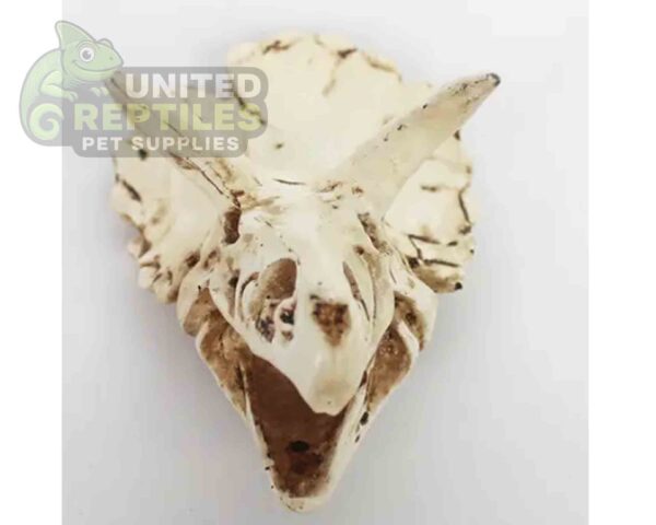 NS116 Resin Triceratops Skull
