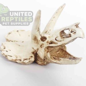 NS116 Resin Triceratops Skull