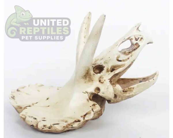 NS116 Resin Triceratops Skull
