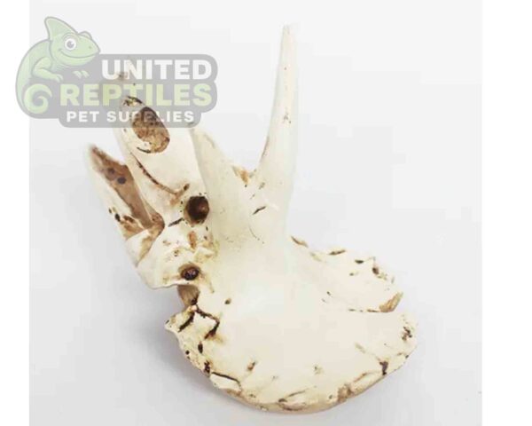 NS116 Resin Triceratops Skull