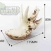 NS116 Resin Triceratops Skull