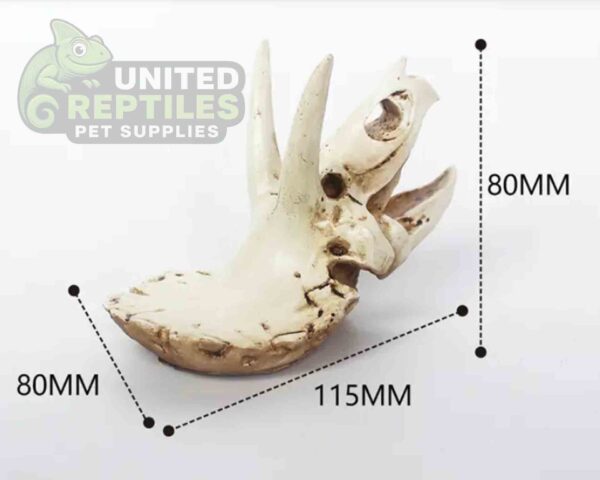 NS116 Resin Triceratops Skull