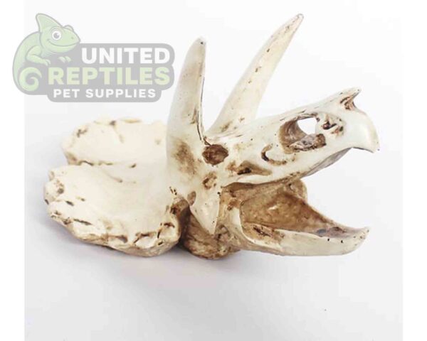 NS116 Resin Triceratops Skull