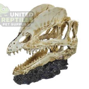 NS117 Bird Head Resin Skull