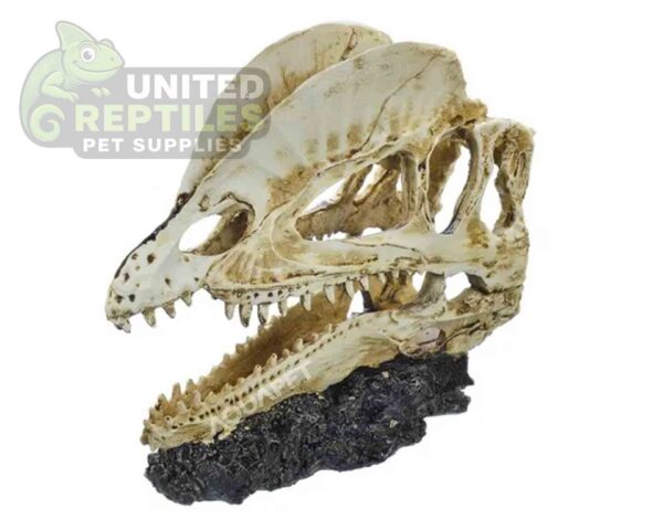 abstract hexagonal shape with lizard inside NS117 Bird Head Resin Skull