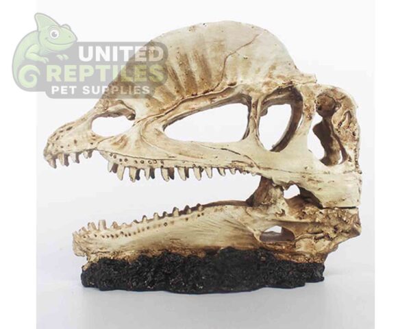 abstract hexagonal shape with lizard inside NS117 Bird Head Resin Skull