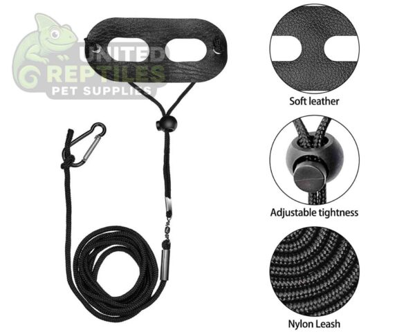 abstract hexagonal shape with lizard inside Bearded Dragon Lizard Leash Harness