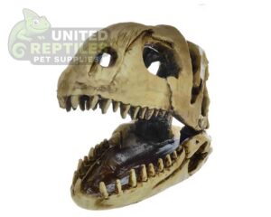 NS-98 Dinosaur Skull