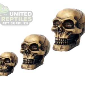 Resin Skull Head