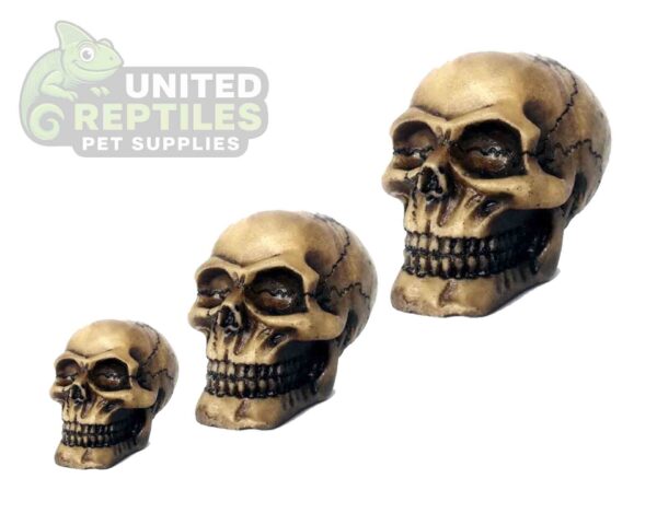 abstract hexagonal shape with lizard inside Resin Skull Head