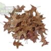 Oak Leaf Litter