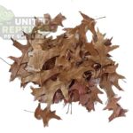 Oak Leaf Litter