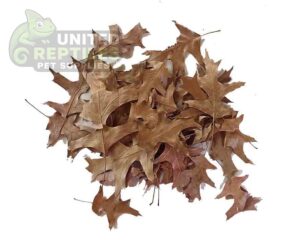 abstract hexagonal shape with lizard inside Oak Leaf Litter