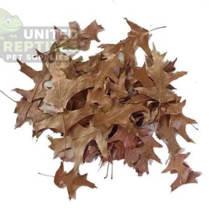 Oak Leaf Litter