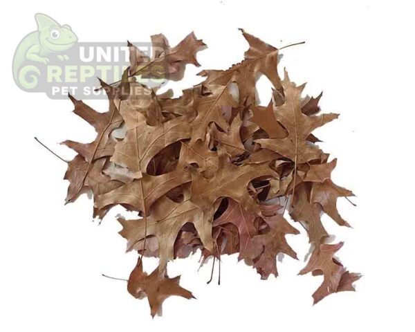 abstract hexagonal shape with lizard inside Oak Leaf Litter