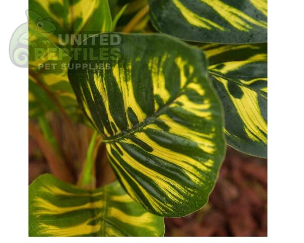 abstract hexagonal shape with lizard inside Reptile Artificial Plant JBY001