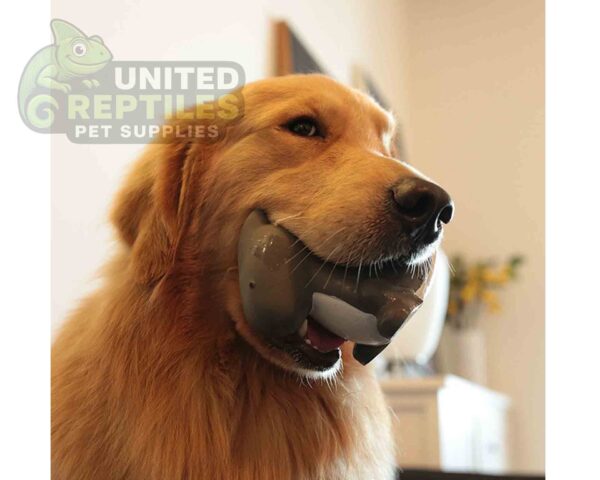 Latex Dragon Dog Toy with Squeaker - Non-Toxic Natural Rubber (14cm)