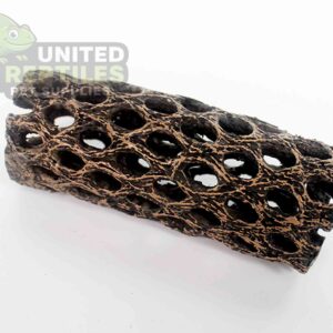 NS-109 Resin Cholla Cactus