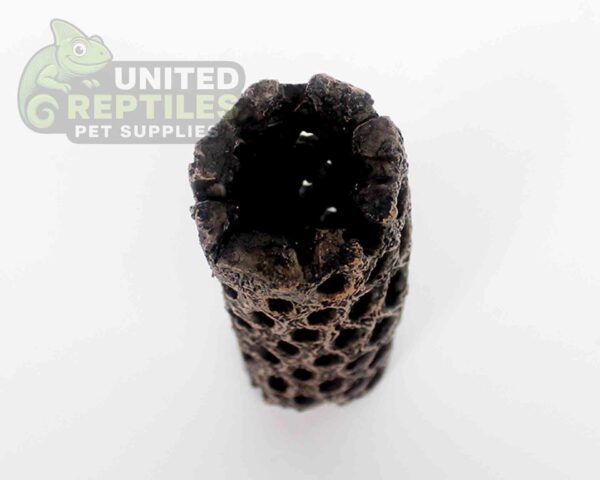 NS-109 Resin Cholla Cactus