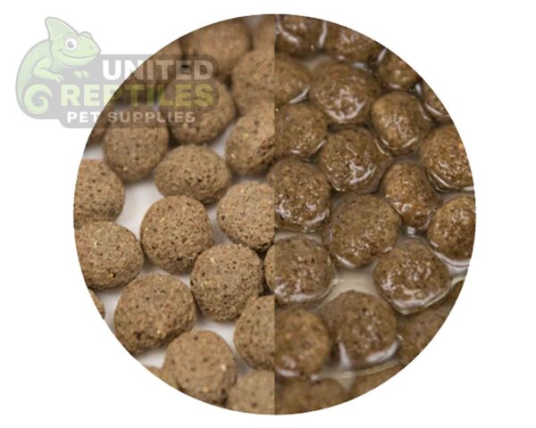 abstract hexagonal shape with lizard inside Hikari Dragon Delite™