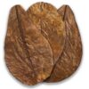 Indian Almond Leaves 10pc