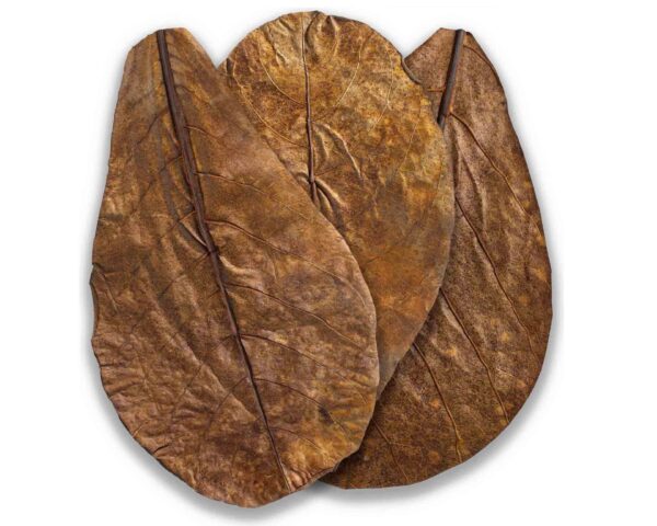 Indian Almond Leaves 10pc