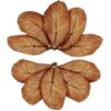 Indian Almond Leaves 10pc
