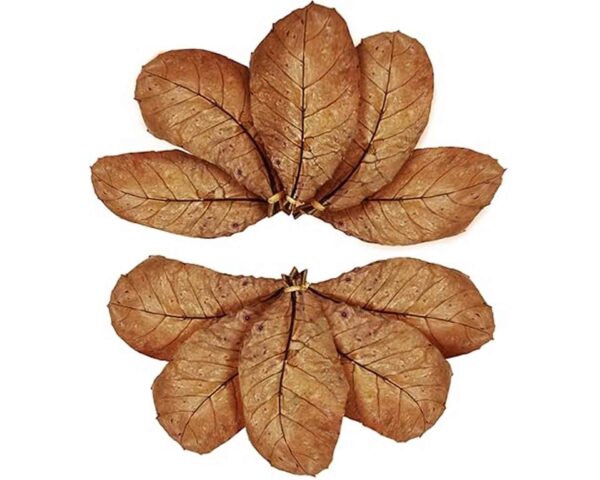 Indian Almond Leaves 10pc