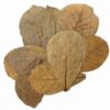 Indian Almond Leaves 10pc