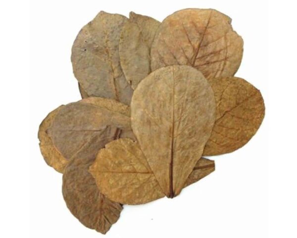 Indian Almond Leaves 10pc