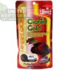 Hikari Cichlid Cichlid Gold