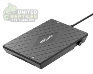 abstract hexagonal shape with lizard inside