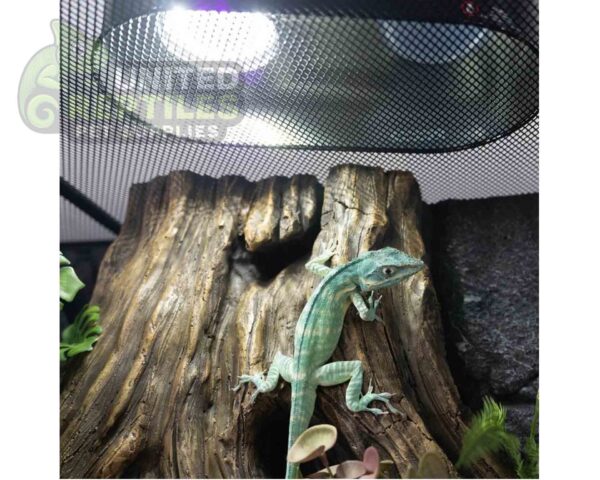 abstract hexagonal shape with lizard inside RZ DESERT / TROPICAL UVB BULB 5W - LEDU04