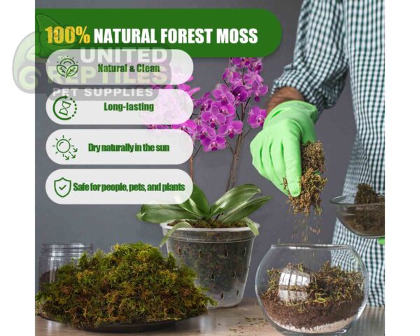 abstract hexagonal shape with lizard inside RZ REPTI SPHAGNUM MOSS - 100g - SB031