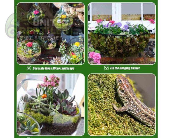 abstract hexagonal shape with lizard inside RZ REPTI SPHAGNUM MOSS - 100g - SB031