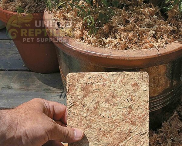 abstract hexagonal shape with lizard inside RZ REPTI SPHAGNUM MOSS - 100g - SB031