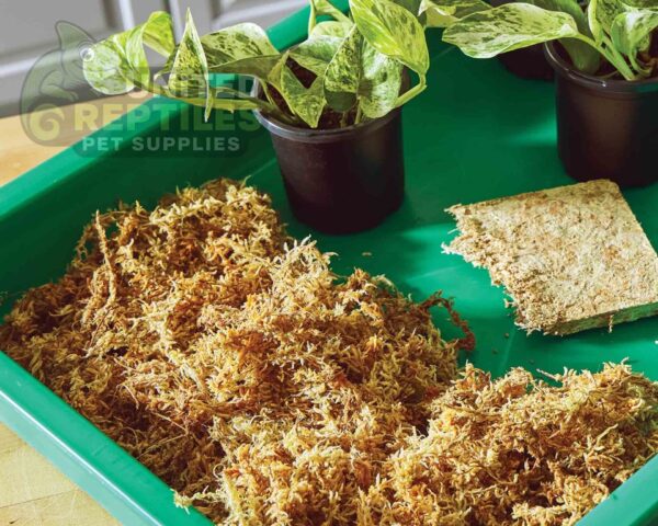 abstract hexagonal shape with lizard inside RZ REPTI SPHAGNUM MOSS - 100g - SB031