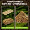 abstract hexagonal shape with lizard inside RZ REPTI NATURAL MOSS - 100g - SB032 (Approximately 4.5L)